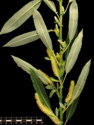 Salix triandra 